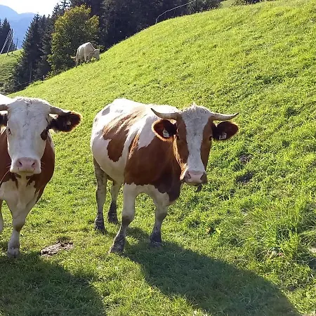 Apartment Oberbrixen Hütte