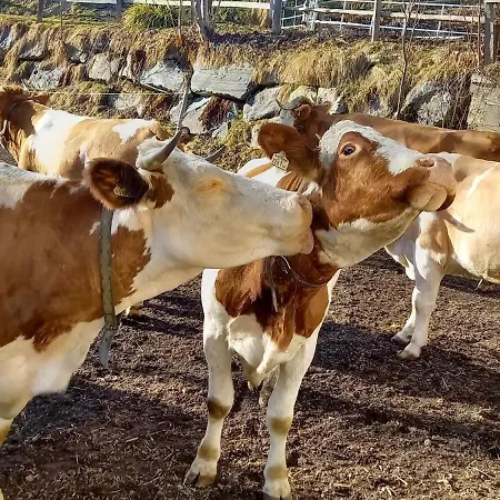 Oberbrixen Hütte Bischofshofen