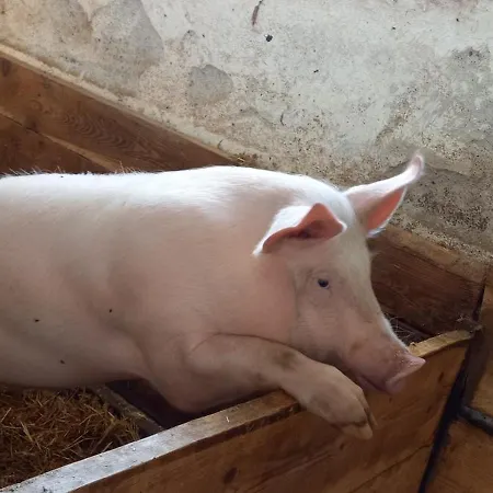 Oberbrixen Hütte Apartment *