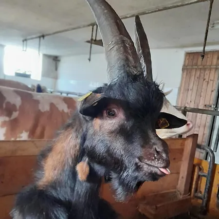 Oberbrixen Hütte Bischofshofen