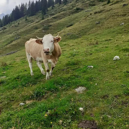 Oberbrixen Huette Bischofshofen