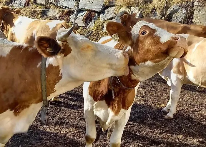 Oberbrixen Huette 비쇼프스호펜